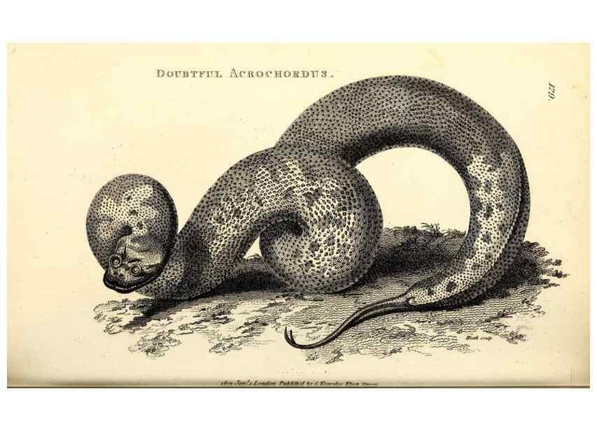 Reproducción/Reproduction 49826876471: General zoology, or Systematic natural history. London,Printed for G. Kearsley,1800-1826.. 