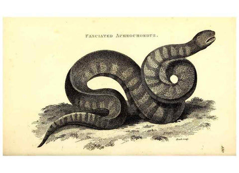 Reproducción/Reproduction 49826876801: General zoology, or Systematic natural history. London,Printed for G. Kearsley,1800-1826.. 