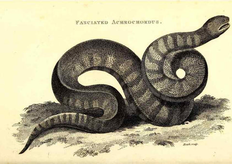 Reproducción/Reproduction 49826876801: General zoology, or Systematic natural history. London,Printed for G. Kearsley,1800-1826.. 