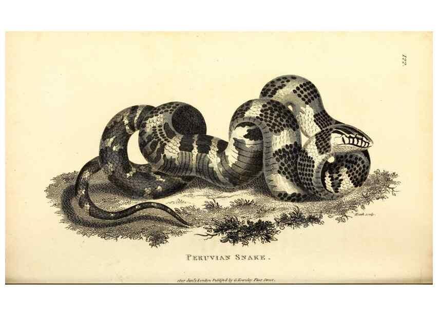 Reproducción/Reproduction 49826874481: General zoology, or Systematic natural history. London,Printed for G. Kearsley,1800-1826.. 