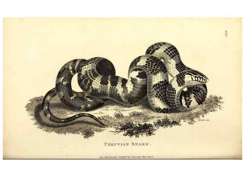 Reproducción/Reproduction 49826874481: General zoology, or Systematic natural history. London,Printed for G. Kearsley,1800-1826.. 