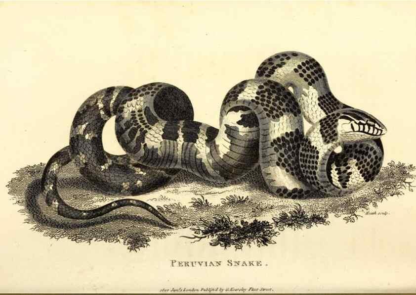 Reproducción/Reproduction 49826874481: General zoology, or Systematic natural history. London,Printed for G. Kearsley,1800-1826.. 