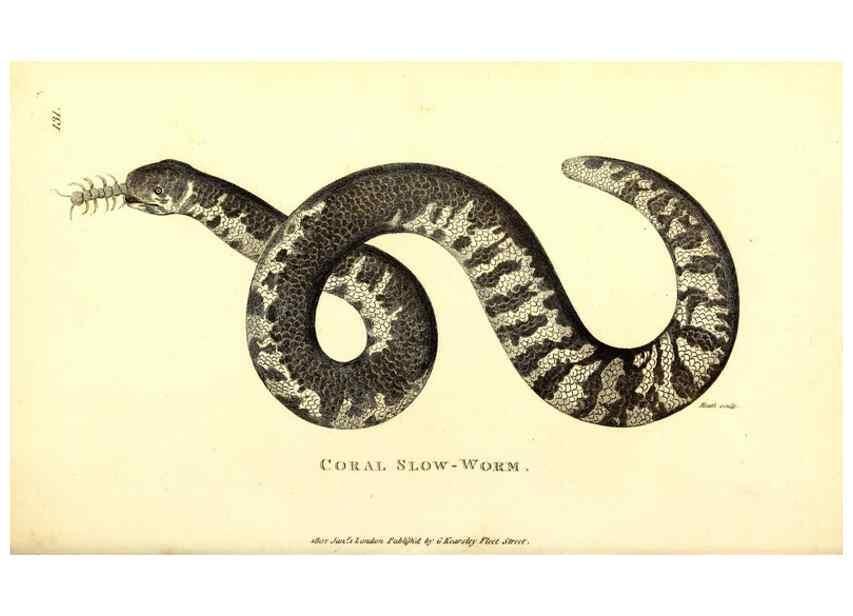 Reproducción/Reproduction 49826343493: General zoology, or Systematic natural history. London,Printed for G. Kearsley,1800-1826.. 