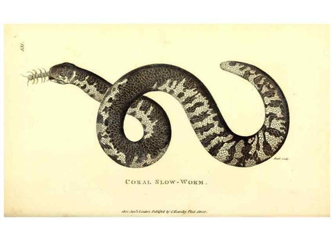 Reproducción/Reproduction 49826343493: General zoology, or Systematic natural history. London,Printed for G. Kearsley,1800-1826.. 