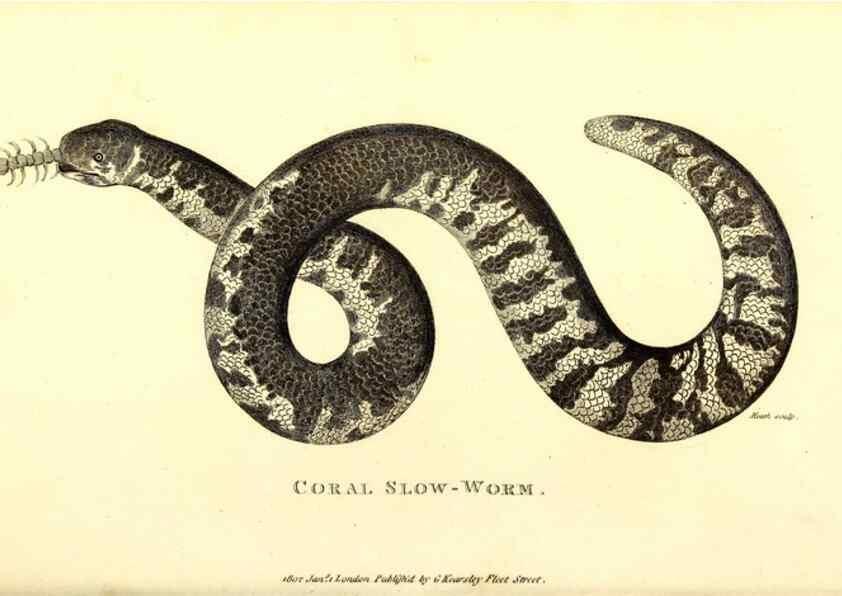 Reproducción/Reproduction 49826343493: General zoology, or Systematic natural history. London,Printed for G. Kearsley,1800-1826.. 