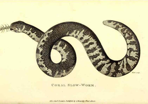 Reproducción/Reproduction 49826343493: General zoology, or Systematic natural history. London,Printed for G. Kearsley,1800-1826.. 