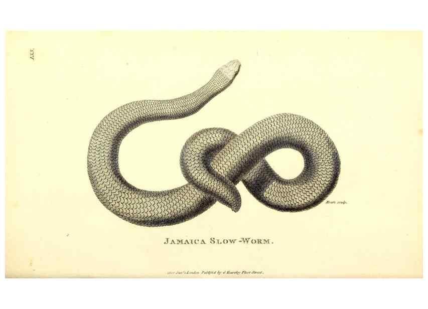 Reproducción/Reproduction 49826344038: General zoology, or Systematic natural history. London,Printed for G. Kearsley,1800-1826.. 