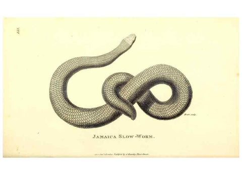 Reproducción/Reproduction 49826344038: General zoology, or Systematic natural history. London,Printed for G. Kearsley,1800-1826.. 