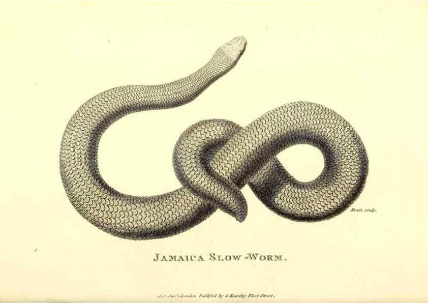 Reproducción/Reproduction 49826344038: General zoology, or Systematic natural history. London,Printed for G. Kearsley,1800-1826.. 