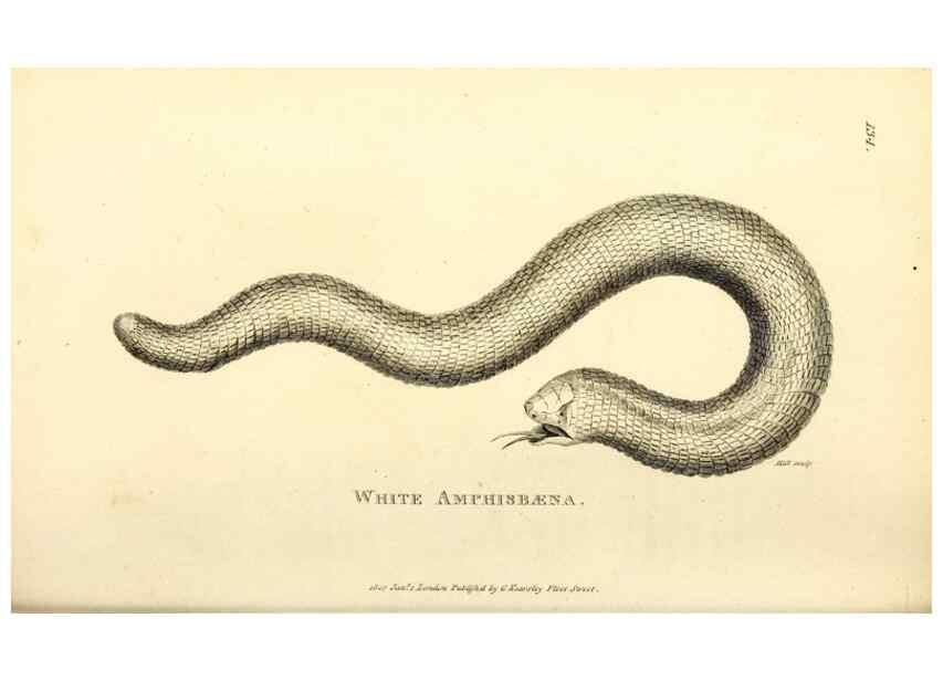 Reproducción/Reproduction 49826878026: General zoology, or Systematic natural history. London,Printed for G. Kearsley,1800-1826.. 