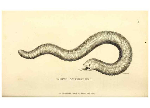 Reproducción/Reproduction 49826878026: General zoology, or Systematic natural history. London,Printed for G. Kearsley,1800-1826.. 