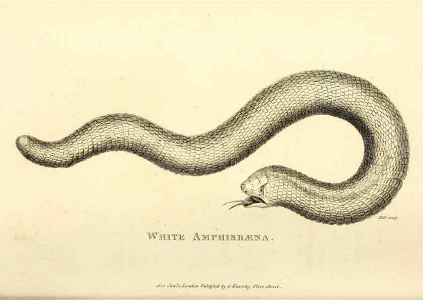 Reproducción/Reproduction 49826878026: General zoology, or Systematic natural history. London,Printed for G. Kearsley,1800-1826.. 