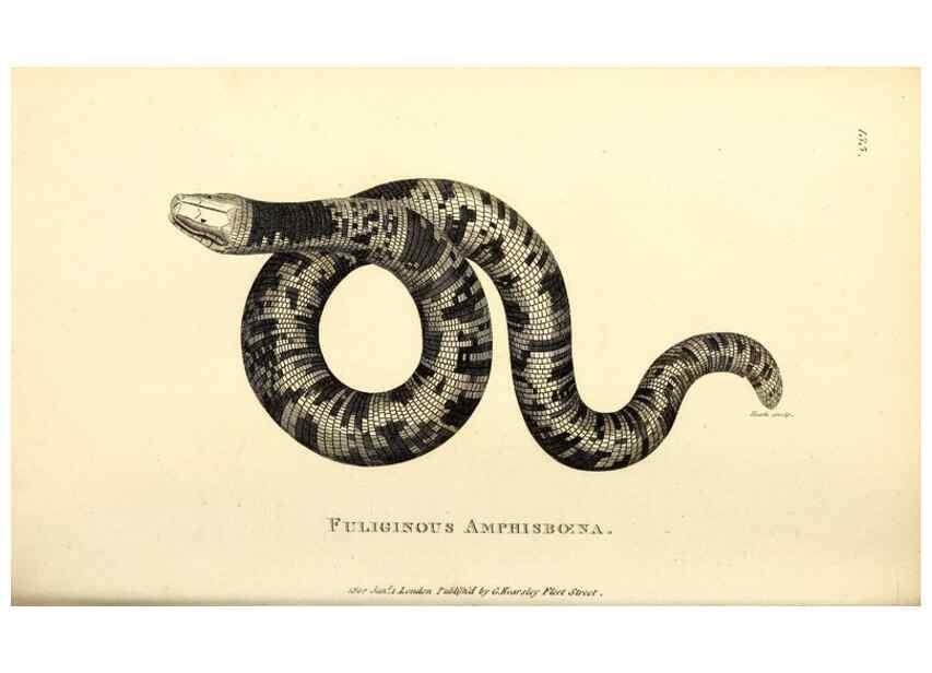 Reproducción/Reproduction 49827193752: General zoology, or Systematic natural history. London,Printed for G. Kearsley,1800-1826.. 