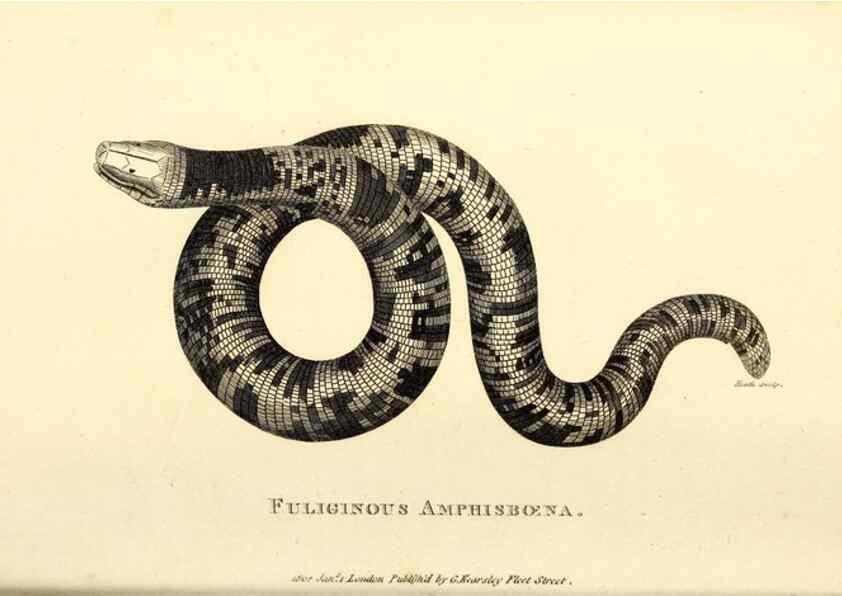 Reproducción/Reproduction 49827193752: General zoology, or Systematic natural history. London,Printed for G. Kearsley,1800-1826.. 