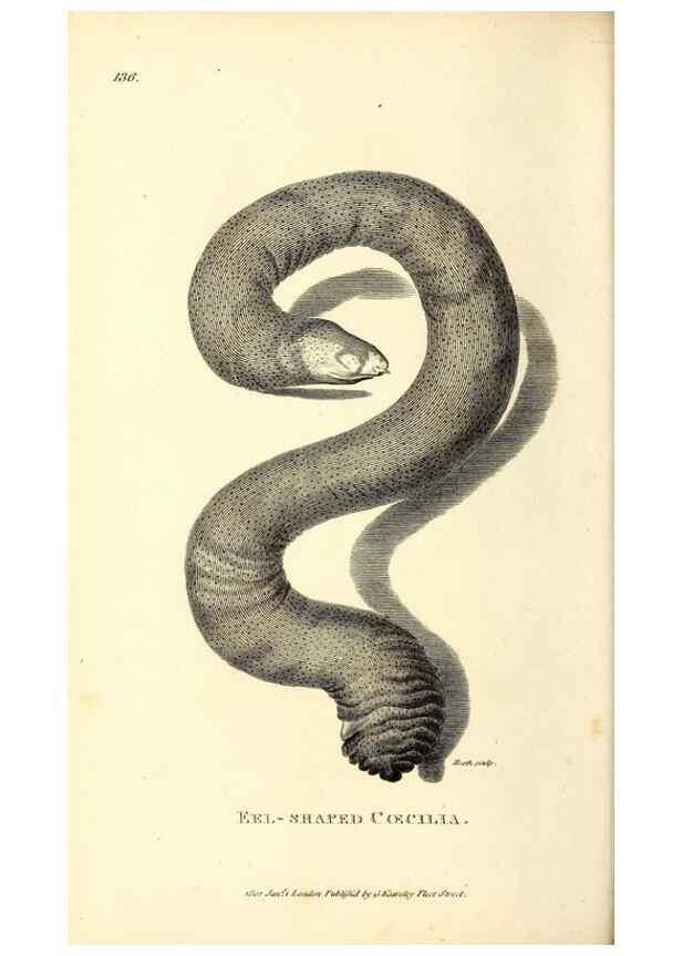 Reproducción/Reproduction 49827194077: General zoology, or Systematic natural history. London,Printed for G. Kearsley,1800-1826.. 