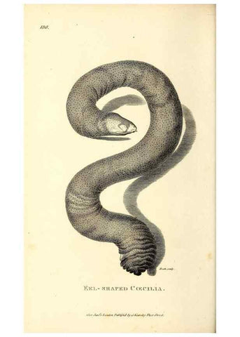 Reproducción/Reproduction 49827194077: General zoology, or Systematic natural history. London,Printed for G. Kearsley,1800-1826.. 
