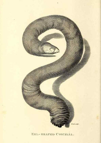 Reproducción/Reproduction 49827194077: General zoology, or Systematic natural history. London,Printed for G. Kearsley,1800-1826.. 