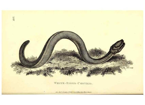 Reproducción/Reproduction 49827194342: General zoology, or Systematic natural history. London,Printed for G. Kearsley,1800-1826.. 