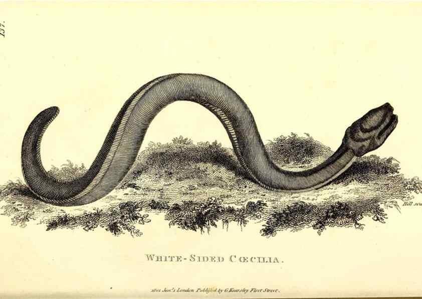 Reproducción/Reproduction 49827194342: General zoology, or Systematic natural history. London,Printed for G. Kearsley,1800-1826.. 