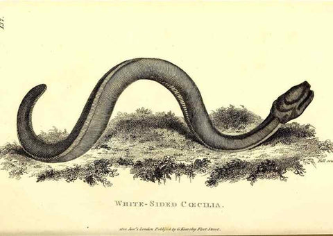 Reproducción/Reproduction 49827194342: General zoology, or Systematic natural history. London,Printed for G. Kearsley,1800-1826.. 