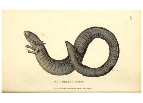 Reproducción/Reproduction 49826879411: General zoology, or Systematic natural history. London,Printed for G. Kearsley,1800-1826.. 