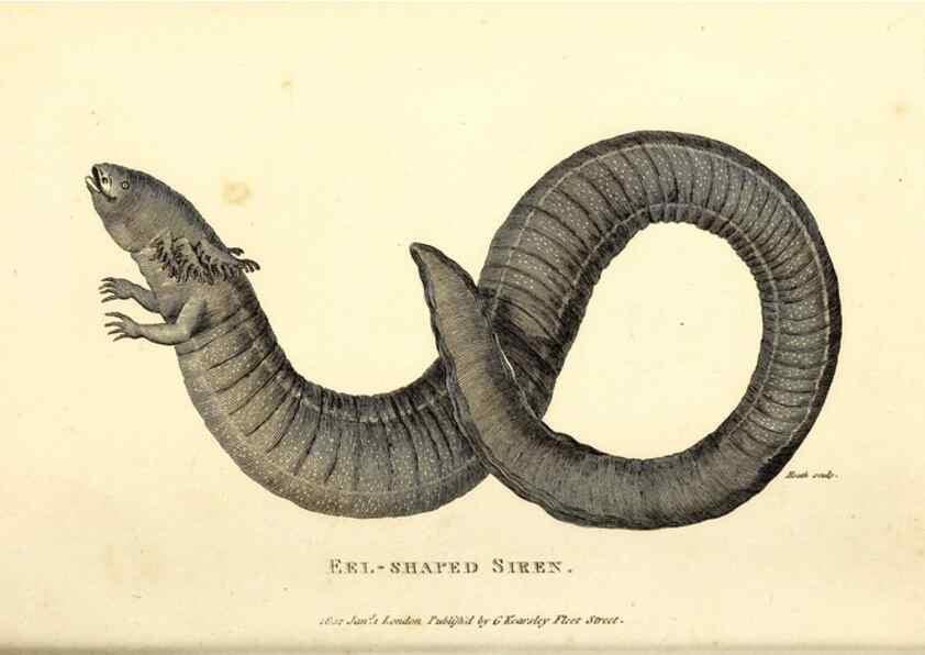 Reproducción/Reproduction 49826879411: General zoology, or Systematic natural history. London,Printed for G. Kearsley,1800-1826.. 