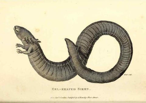 Reproducción/Reproduction 49826879411: General zoology, or Systematic natural history. London,Printed for G. Kearsley,1800-1826.. 