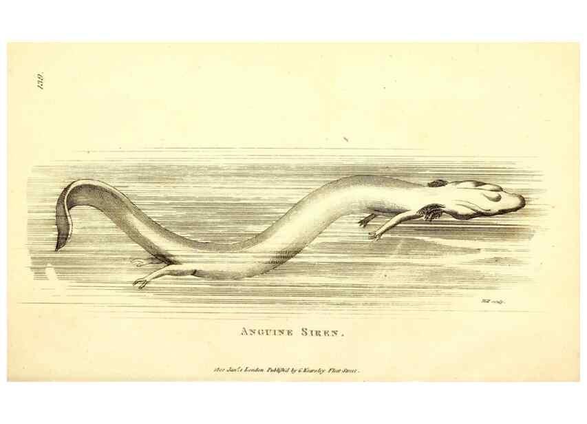 Reproducción/Reproduction 49826346003: General zoology, or Systematic natural history. London,Printed for G. Kearsley,1800-1826.. 
