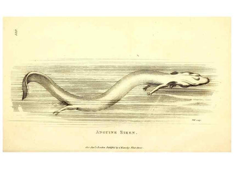 Reproducción/Reproduction 49826346003: General zoology, or Systematic natural history. London,Printed for G. Kearsley,1800-1826.. 