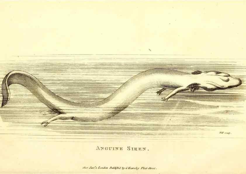 Reproducción/Reproduction 49826346003: General zoology, or Systematic natural history. London,Printed for G. Kearsley,1800-1826.. 
