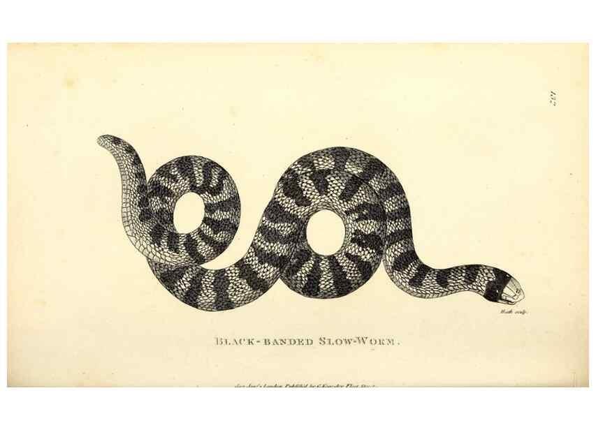 Reproducción/Reproduction 49826343773: General zoology, or Systematic natural history. London,Printed for G. Kearsley,1800-1826.. 