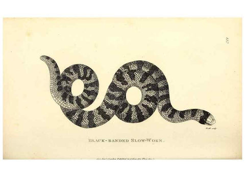 Reproducción/Reproduction 49826343773: General zoology, or Systematic natural history. London,Printed for G. Kearsley,1800-1826.. 