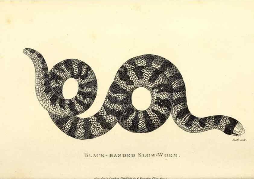 Reproducción/Reproduction 49826343773: General zoology, or Systematic natural history. London,Printed for G. Kearsley,1800-1826.. 