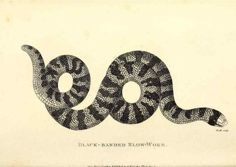 Reproducción/Reproduction 49826343773: General zoology, or Systematic natural history. London,Printed for G. Kearsley,1800-1826.. 