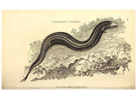 Reproducción/Reproduction 49826860741: General zoology, or Systematic natural history. London,Printed for G. Kearsley,1800-1826.. 