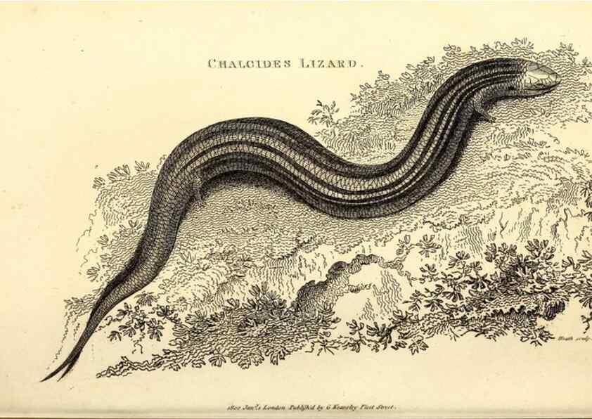 Reproducción/Reproduction 49826860741: General zoology, or Systematic natural history. London,Printed for G. Kearsley,1800-1826.. 