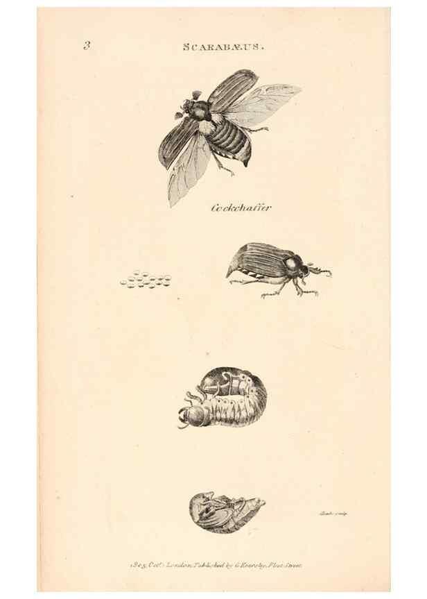 Reproducción/Reproduction 49826665633: General zoology, or Systematic natural history. London,Printed for G. Kearsley,1800-1826.. 