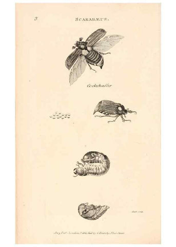 Reproducción/Reproduction 49826665633: General zoology, or Systematic natural history. London,Printed for G. Kearsley,1800-1826.. 