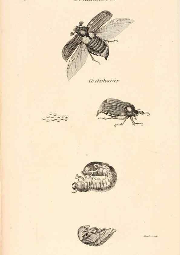 Reproducción/Reproduction 49826665633: General zoology, or Systematic natural history. London,Printed for G. Kearsley,1800-1826.. 
