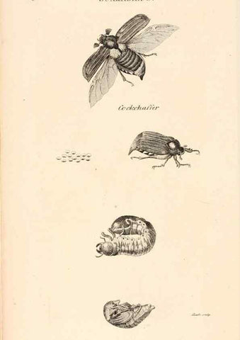 Reproducción/Reproduction 49826665633: General zoology, or Systematic natural history. London,Printed for G. Kearsley,1800-1826.. 