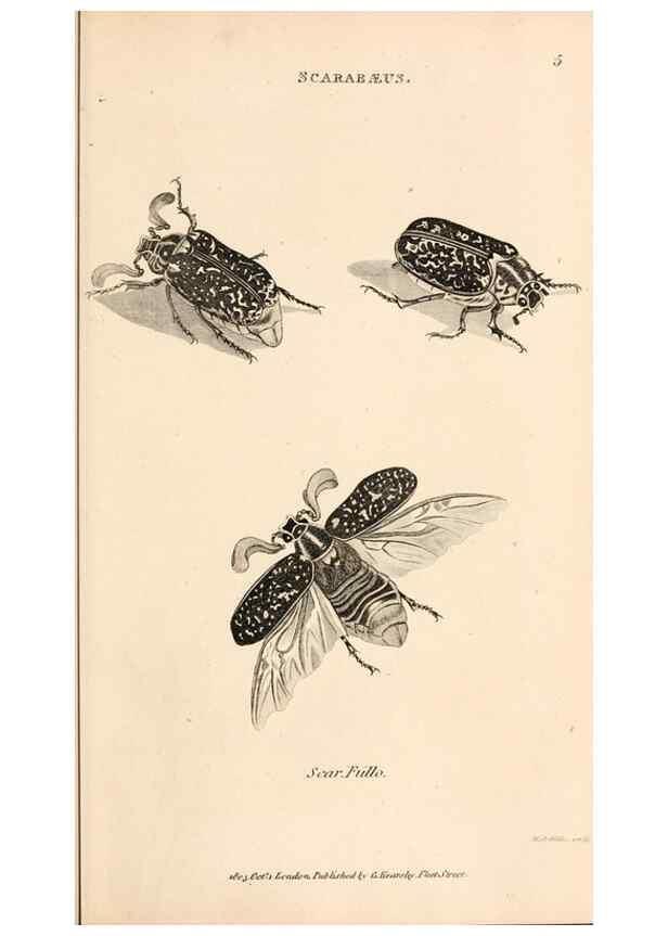 Reproducción/Reproduction 49827512332: General zoology, or Systematic natural history. London,Printed for G. Kearsley,1800-1826.. 