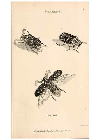 Reproducción/Reproduction 49827512332: General zoology, or Systematic natural history. London,Printed for G. Kearsley,1800-1826.. 