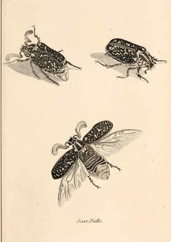Reproducción/Reproduction 49827512332: General zoology, or Systematic natural history. London,Printed for G. Kearsley,1800-1826.. 