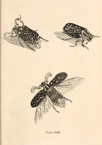 Reproducción/Reproduction 49827512332: General zoology, or Systematic natural history. London,Printed for G. Kearsley,1800-1826.. 