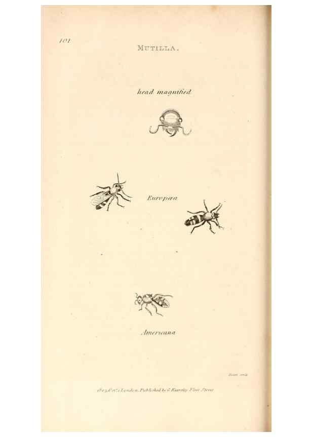 Reproducción/Reproduction 49830173042: General zoology, or Systematic natural history. London,Printed for G. Kearsley,1800-1826.. 