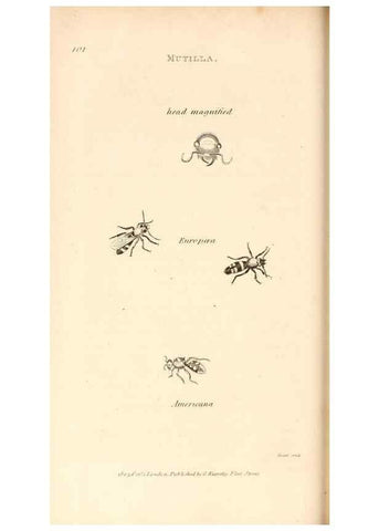Reproducción/Reproduction 49830173042: General zoology, or Systematic natural history. London,Printed for G. Kearsley,1800-1826.. 