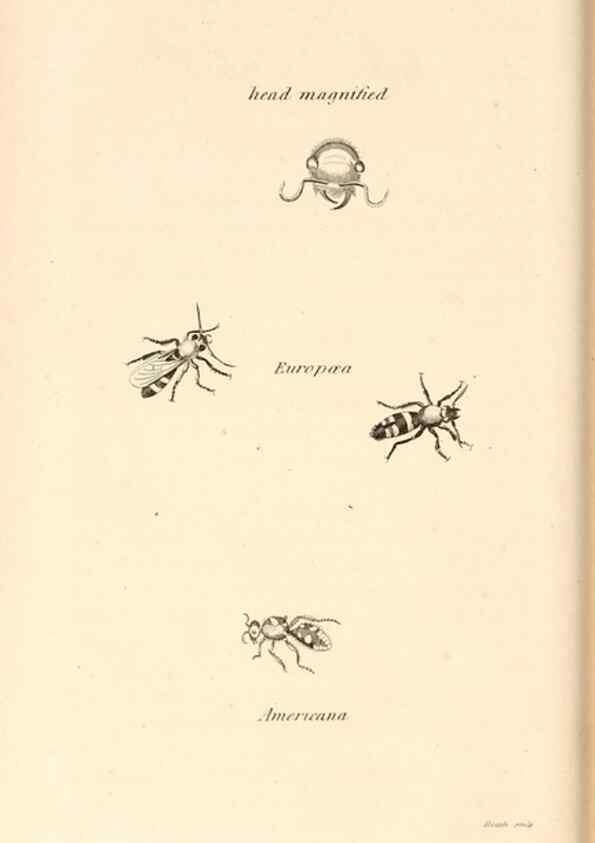 Reproducción/Reproduction 49830173042: General zoology, or Systematic natural history. London,Printed for G. Kearsley,1800-1826.. 