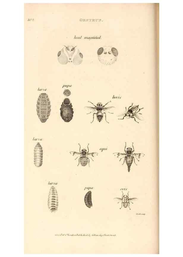 Reproducción/Reproduction 49829864446: General zoology, or Systematic natural history. London,Printed for G. Kearsley,1800-1826.. 