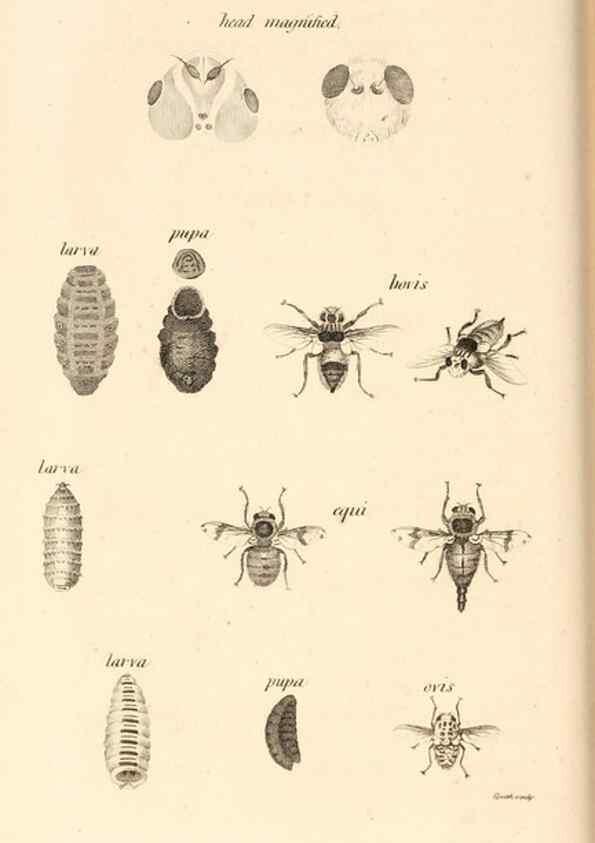 Reproducción/Reproduction 49829864446: General zoology, or Systematic natural history. London,Printed for G. Kearsley,1800-1826.. 