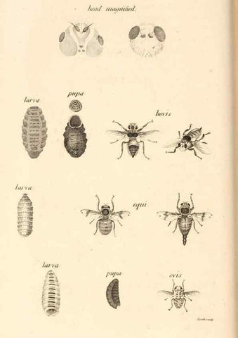 Reproducción/Reproduction 49829864446: General zoology, or Systematic natural history. London,Printed for G. Kearsley,1800-1826.. 